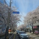 컴포즈커피서산 - 서산시 석림1로 68 | [서산]벚꽃구경 다녀온 후기