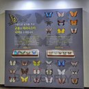 나비 게임장 이미지