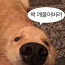 멍집사와개냥이