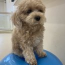 두두펫케어 이미지