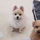도그랭 강아지놀이방 이미지