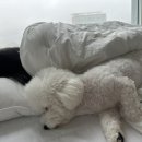 쌍촌동 얼큰이 이미지