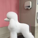 탑애견 네이버블로그