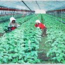 증산-006 이미지