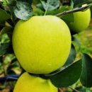 봉화농장 | 첫 수확, 놓치면 1년을 기다려야 할 맛! 봉화 우주농원 시나노골드 꿀 사과!