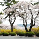 다시,봄 이미지