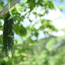 함양물레방아떡마을영농조합법인 | 함양 여주 쓴오이 축제, 8월 9일 개최