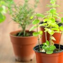 페퍼민트 이미지