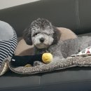 도그살롱바른핏 이미지