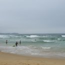 고성국화꽃향기 이미지