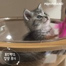 1865 | [❤️입양후기❤️] 1865.꼬미 😺