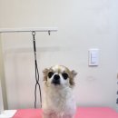 프롬율무 이미지