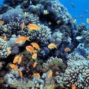 생물 다양성과 생태계 건강 Biodiversity and ecosystem health 이미지