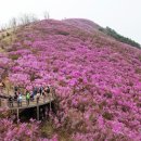 봄꽃 진달래 만끽, 밀양 종남산 방문 후기 이미지