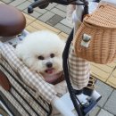 도기냐미 이미지