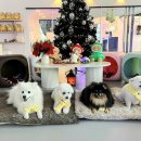 올 마이 펫 이미지