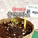 골든플랜트 이미지