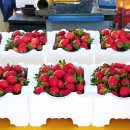 유니농장 | 이마트 고래잇페스타 후기와 단골 딸기농장 방문기