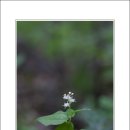 비밀의화원 이미지