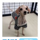 폐점 홈플러스에 방치된 펫샵 강아지들 이미지