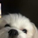 시드니 01 | 호주 첫인상; 난리자베스