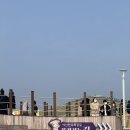 한우목장 | 서산 한우목장 웰빙산책로 벚꽃 만개 실시간 후기 및 주차 꿀팁