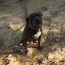 오공이 농장 이미지