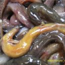 순자추어탕 이미지