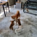 수원시바견 이미지