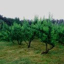 상록목장 이미지