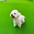 위아더멍 | [원주 애견카페] 원주애견놀이터 "위아더멍“ 찐 후기[놀이터,바베큐,유치원]