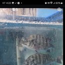 활어바다친구 이미지