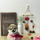 오월의 그루밍 이미지