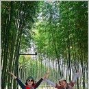 섬진강대나무숲길 이미지