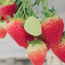 삼광사료 이미지