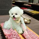 밴쿠버 리치먼드 한식당 SURA Korean BBQ｜강아지랑 캐나다 한 달 살기 EP.59