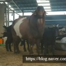 까망흑염소농장 이미지