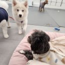 에덴유치원 | 맡길수록 믿음 가는 에덴애견유치원호텔, 유치원 등록 후기