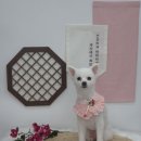 우아하개 이미지