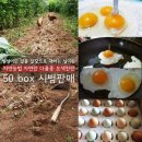 빛가리농장 네이버블로그