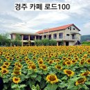 카페꽃내 | 경북 경주 해바라기 명소 카페 로드100 꽃만 본 후기 지금 만개상황 서둘러 다녀오세요.
