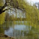 좋은나무 이미지