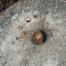 푸르른 농장 | 하와이의 달콤한 보물, 마카다미아 너트 농장 체험후기