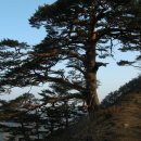 울진소나무 이미지