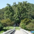 안동 용계리 은행나무[ Ginkgo Tree of Yonggye-ri, Andong , 安東 龍溪里 銀杏 ]경상북도 안동시 길안면 용계 이미지