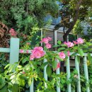 큰골목식당 | 지난 주말 인천 십정동 골목 꽃 풍경과 저녁에 다녀왔던 통큰 뒷고기 식당 내돈내산 후기(2025년 8월 16일)