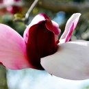 산너머남촌에는 이미지