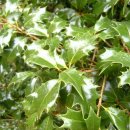 홀리호랑 이미지