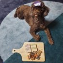 맛있개냥 이미지