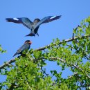 파랑새2 이미지